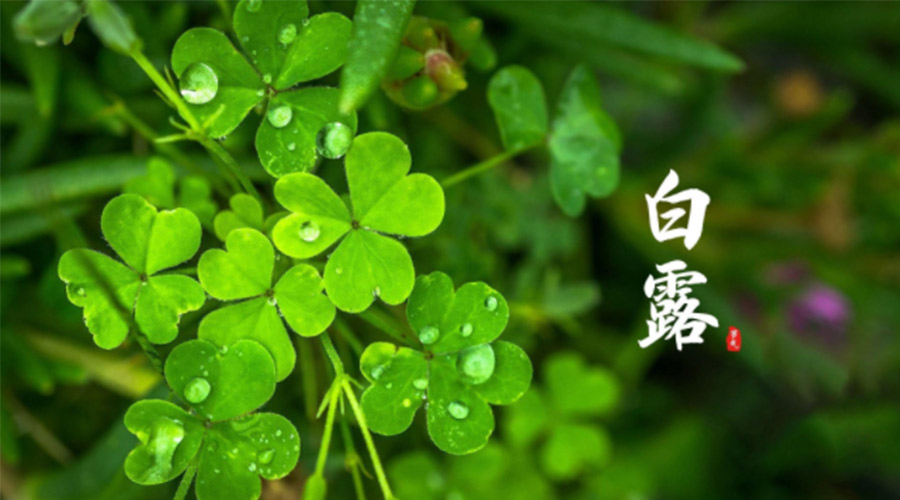 白露時(shí)節(jié)！ 金環(huán)電器提醒大家要注意這些事項(xiàng)